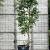Quercus suber Pot 150 liter 250 - 300 cm Meerstammig