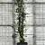 Quercus suber Pot 70 Liter 200 - 250 cm Meerstammig