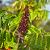 Rhus typhina Pot 130 liter 300 - 350 CM Meerstammig