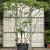 Rhus typhina Pot 150 liter 300 - 350 CM Meerstammig