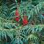 Rhus typhina 'Dissecta' Pot 50 Liter 150 - 175 cm Meerstammig