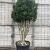 Taxus media 'Hillii' Pot 130 liter 175 - 200 cm Meerstammig