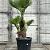 Trachycarpus wagnerianus Pot 90 Liter Meerstammig