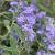Caryopteris cland. Grand Bleu Pot 3 Liter 
