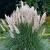 Cortaderia sell. Minipampas Pot 5 Liter 