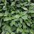 Euonymus fort. 'Dart's Blanket' Pot 9 cm