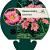 Hemerocallis 'Summer Wine' Pot 9 cm