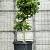 Platanus hispanica Pot 350 Liter 250 - 300 cm (Stamomtrek 40-50 cm)