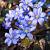 Hepatica nobilis Pot 9 cm