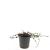 Cotoneaster pr. 'Streib's Findling' Pot 1,5 liter