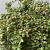Cotoneaster pr. 'Streib's Findling' Pot 1,5 liter