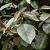 Elaeagnus ebb. 'Compacta' Bolvorm 50-60 cm