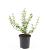 Euonymus fort. 'Emerald 'n' Gold' Pot 1,5 liter