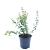 Euonymus fort. 'Emerald 'n' Gold' Pot 1,5 liter