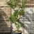 Gleditsia triac. 'Sunburst' Pot 130 liter 200 - 250 cm Meerstammig