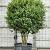 Ilex cornuta Pot 350 Liter 200 - 250 cm Meerstammig