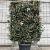 Photinia fraseri 'Robusta Compacta' Scherm 110x160 (BxH)