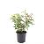 Rosa (P) 'The Fairy' Pot 1,5 liter