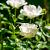 Rosa (M) 'White Fairy' Pot 1,5 liter