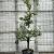 Pyrus c. 'Conference' Pot 65 Liter (Stamomtrek 20-25 cm)