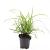 Carex morrowii 'Ice Dance' Pot 1,5 liter