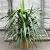 Yucca gloriosa Pot 20 Liter