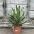 Yucca gloriosa 'Variegata' Pot 20 Liter