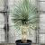 Yucca rostrata Pot 50 Liter stam 50 cm 