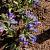Pulmonaria ang. 'Azurea' Pot 9 cm