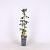 Akebia quinata Pot 2 Liter
