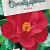 Camellia j. 'Dr King' Pot 7,5 Liter 80 - 100 cm