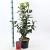 Camellia ret. 'Mary Williams' Pot 7,5 Liter 60 - 80 cm