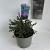 Ceanothus 'Blue Mound' Pot 2 Liter