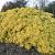 Choisya ternata Sundance Pot 7,5 Liter 