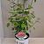 Hydrangea a. Pink Annabelle Pot 3 Liter 
