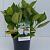 Hydrangea m. 'Libelle' Pot 7,5 Liter 