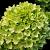Hydrangea pan. Little Lime Pot 3 Liter 