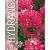 Hydrangea pan. Diamand Rouge Pot 3 Liter 