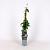 Lonicera henryi Pot 2 Liter