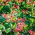 Lonicera periclymenum Pot 2 Liter