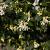 Osmanthus burkwoodii Pot 3 Liter 