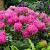 Rhododendron 'Germania' Pot 7,5 Liter 50 - 60 cm