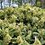 Skimmia confusa 'Kew Green' Pot 5 Liter 