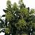 Skimmia j. 'Finchy' Pot 3 Liter 