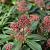 Skimmia j. 'Rubella' Pot 2 Liter