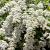 Spiraea cinerea 'Grefsheim' Pot 5 Liter 