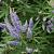Vitex agnus-castus Pot 7,5 Liter 