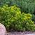 Pinus mugo pumilio Pot 3,5 Liter 