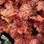 Heuchera 'Marmalade' Pot 9 cm
