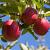 Malus d. 'Ecolette' Pot 5 Liter 